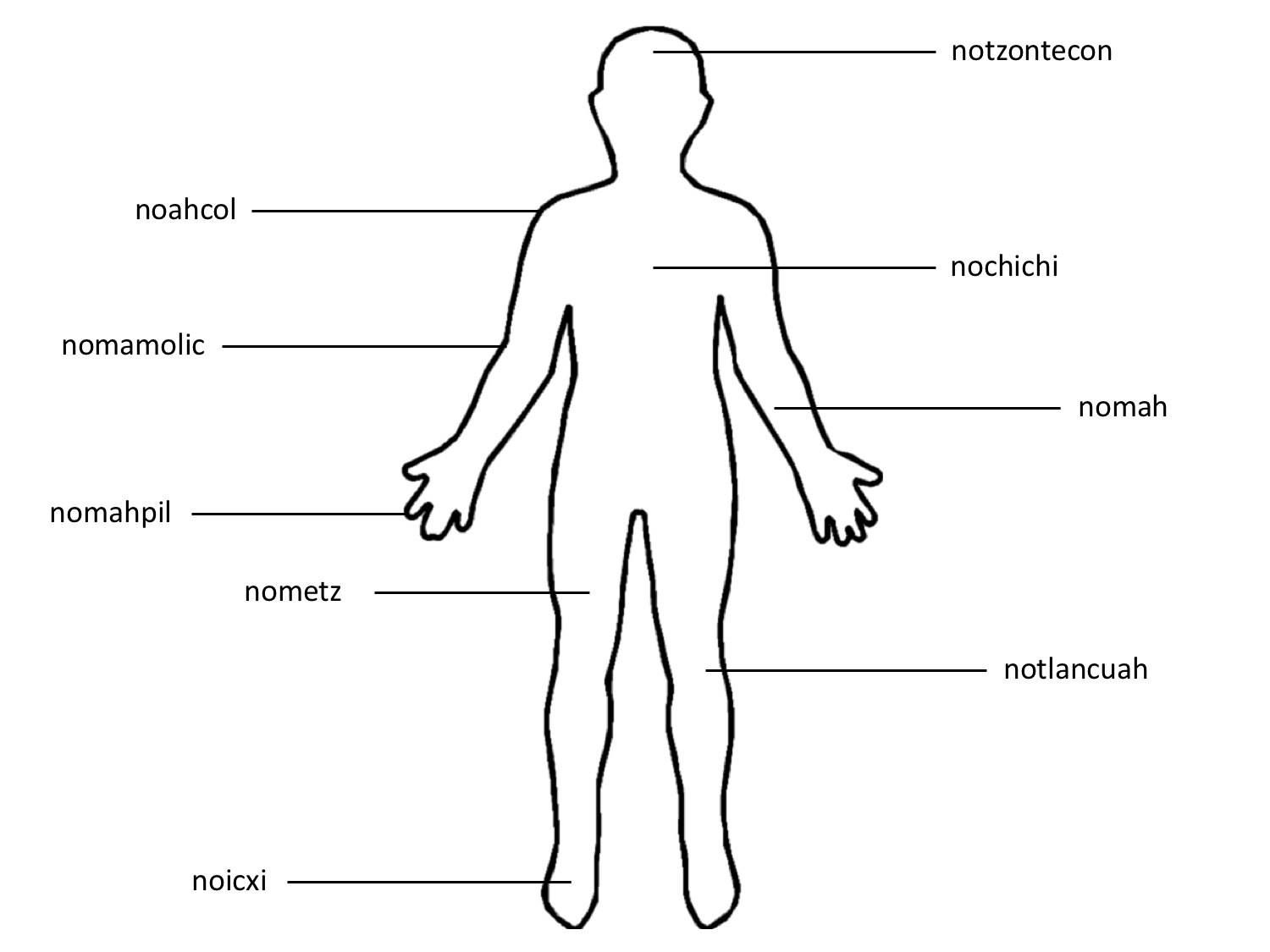Partes del cuerpo en Nahuatl: Notzontecon, noahcol, nochichi, nomah, nomamolic, nomahpil, nometz, noicxi.